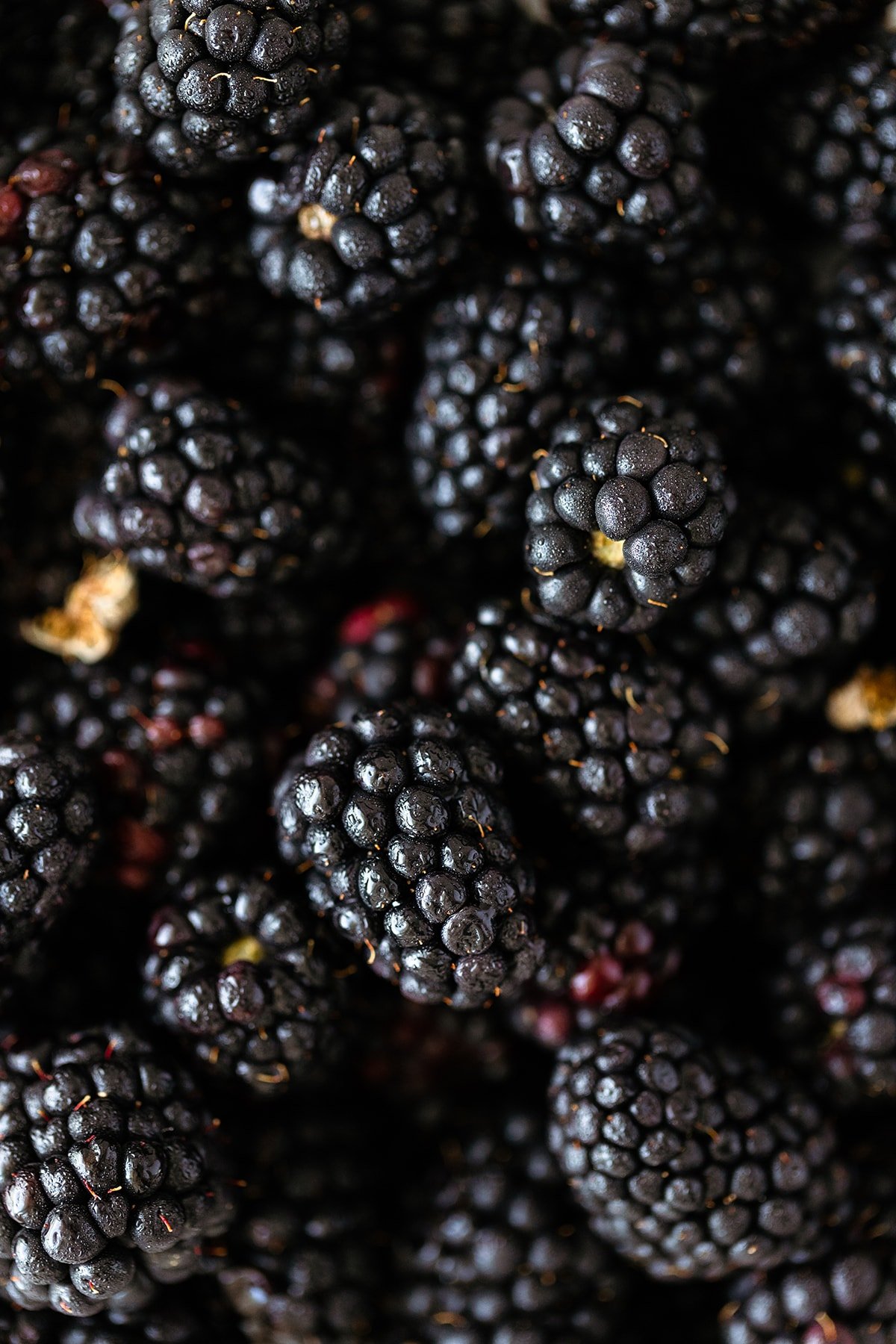 A close up of fresh blackberries