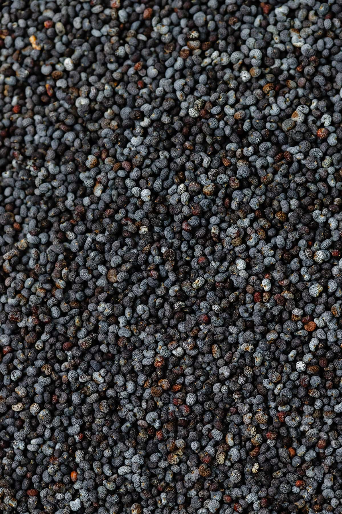 A macro shot of poppy seeds