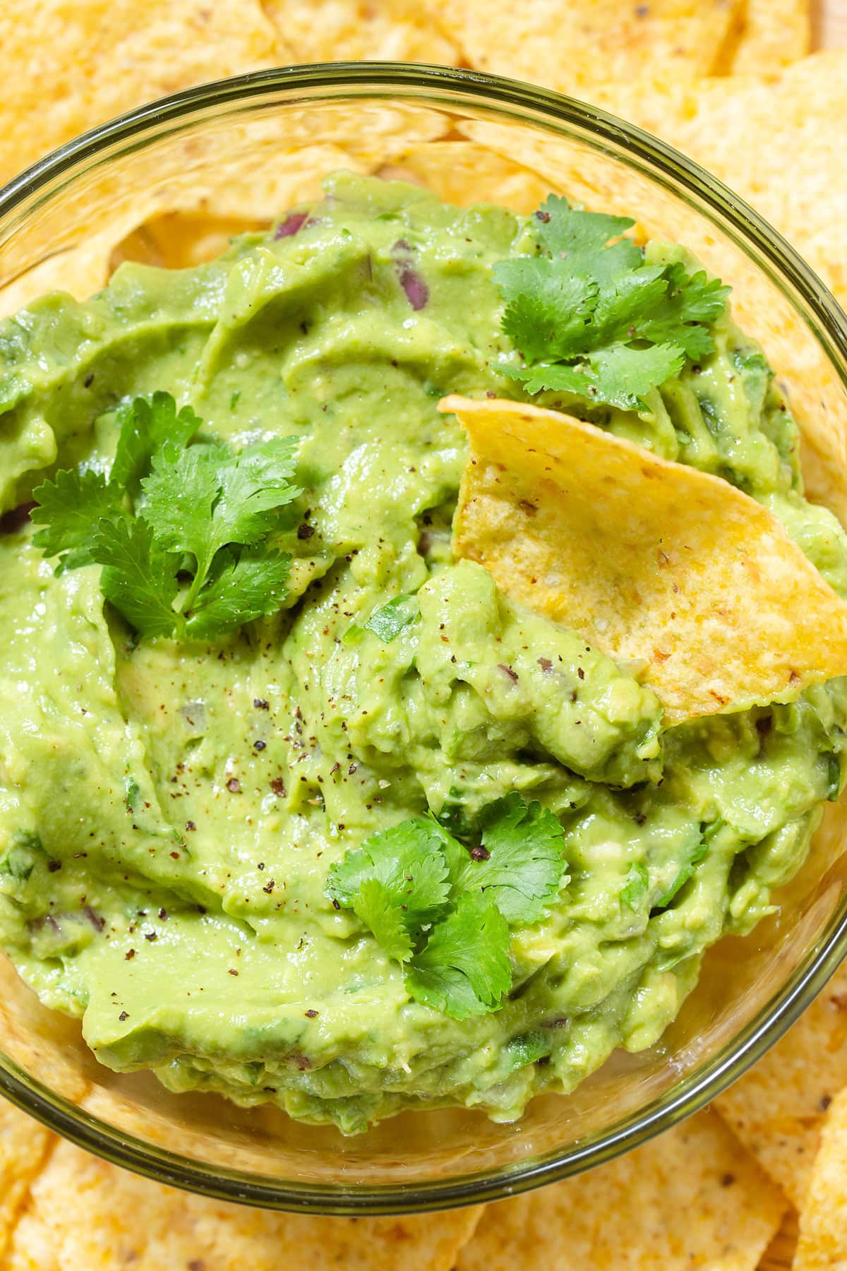 Guacamole in a small glass bowl garnished with fresh cilantro with lots of tortilla chips around the bowl and one dipped into the bowl.